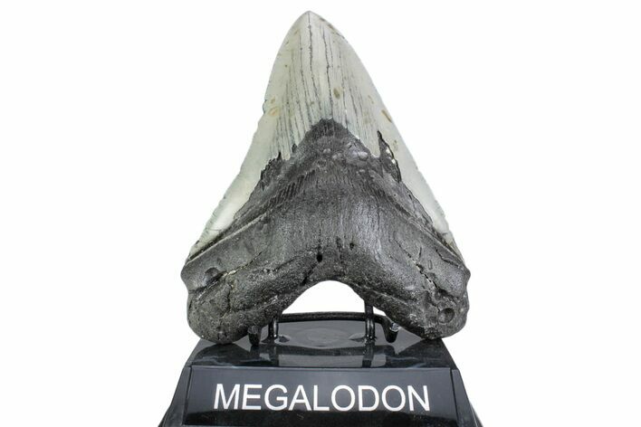 Serrated, Fossil Megalodon Tooth - North Carolina #378048